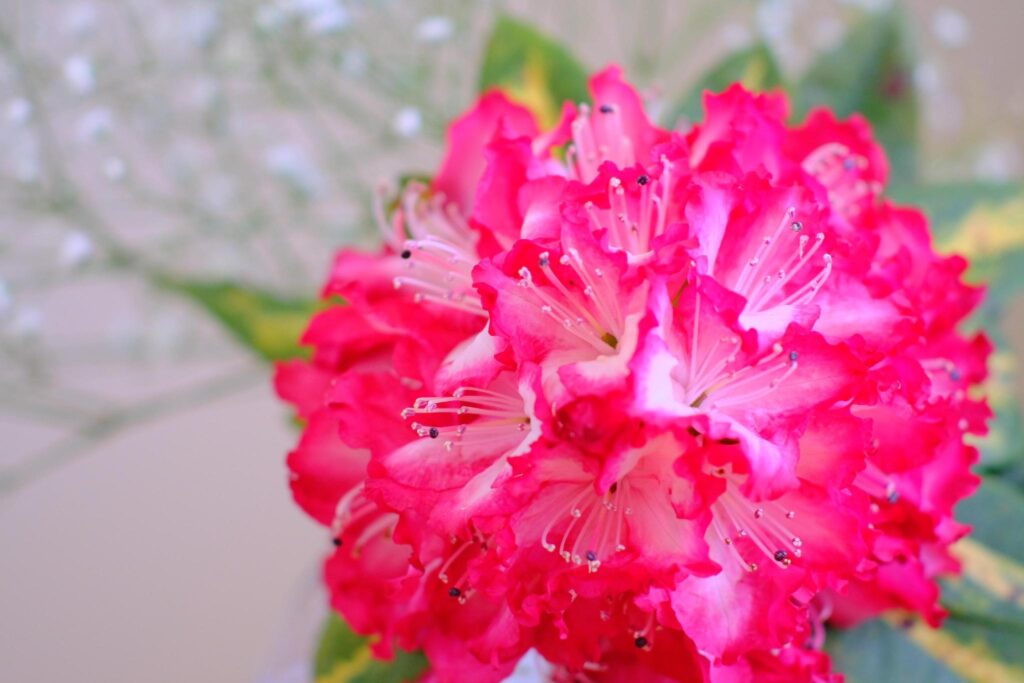 お花