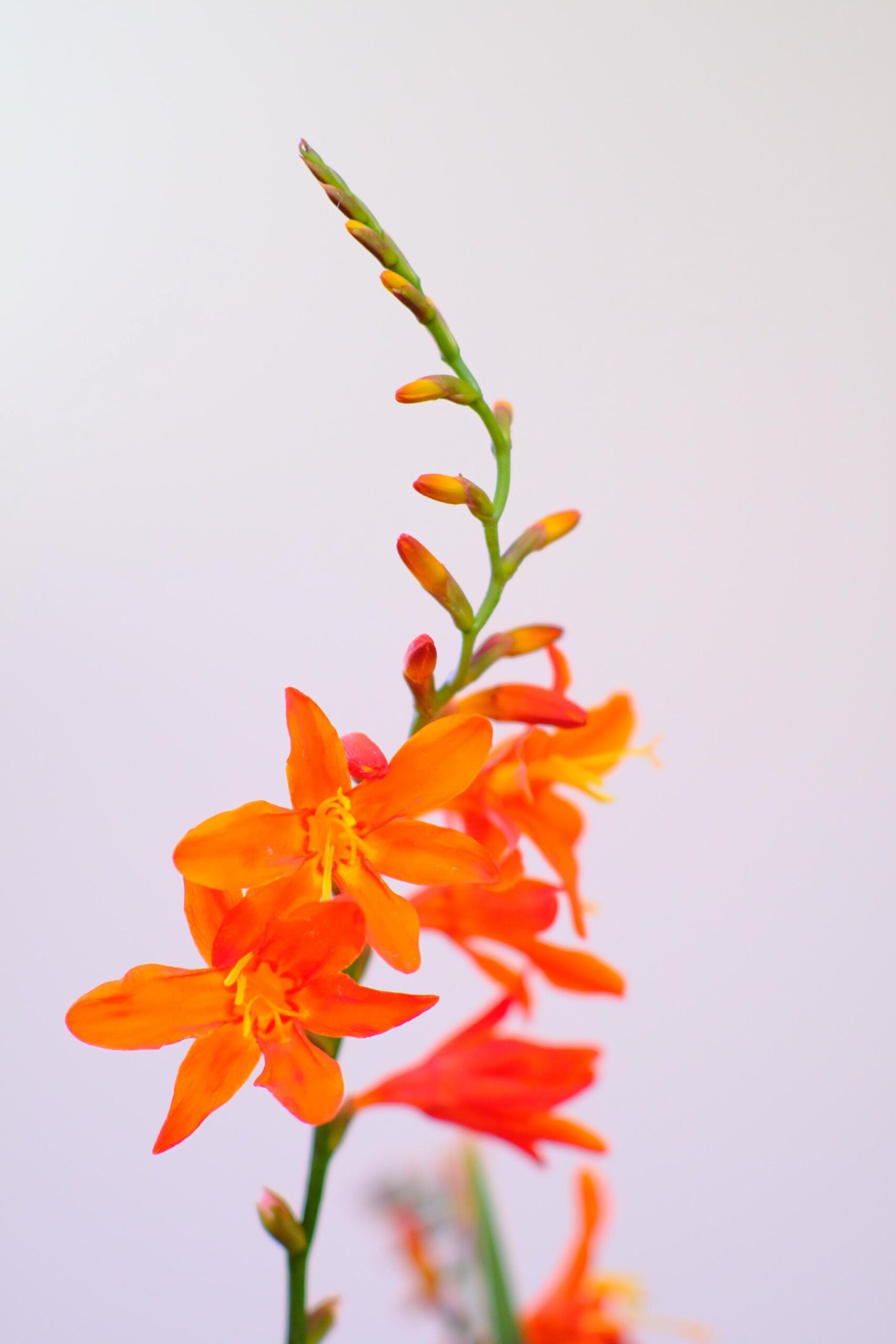お花