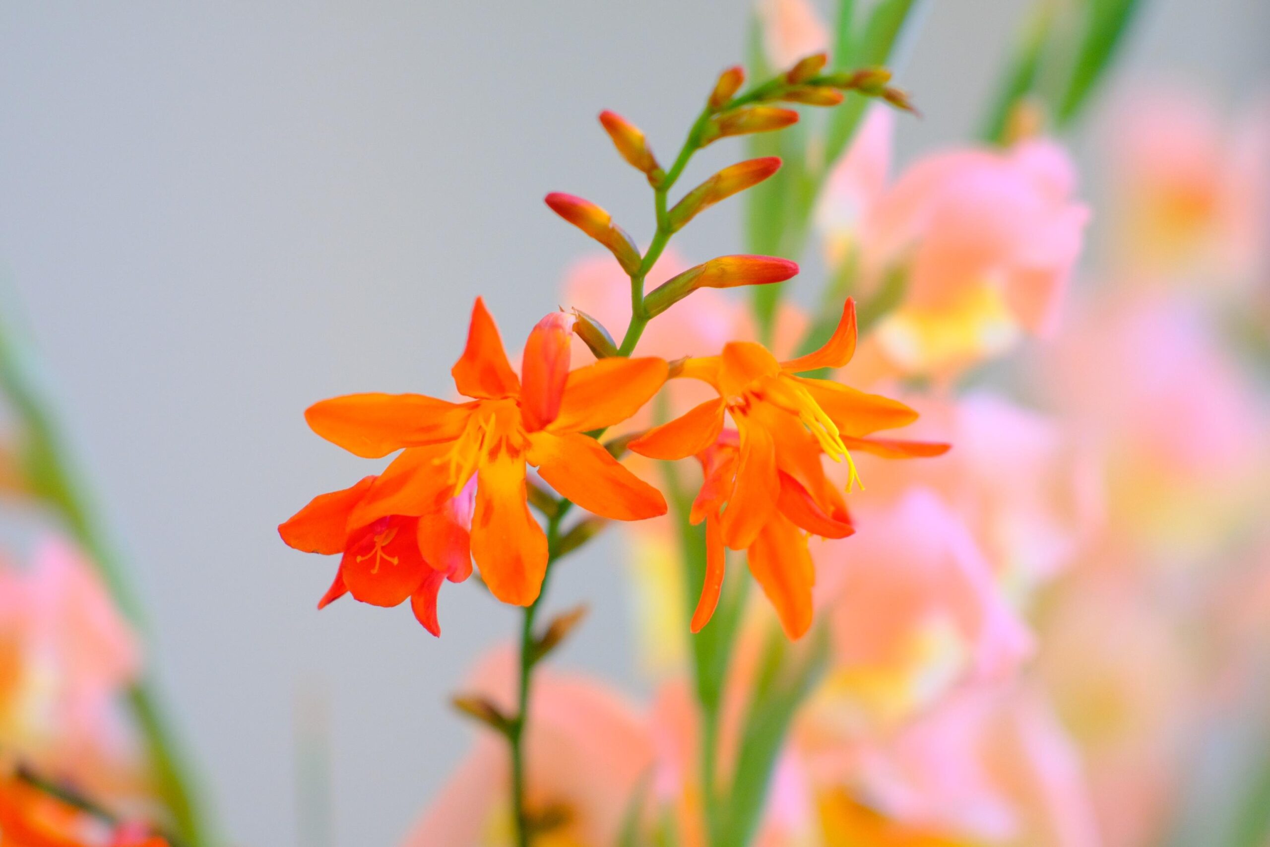 お花